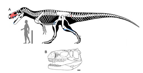 A scale drawing of Torvosaurus