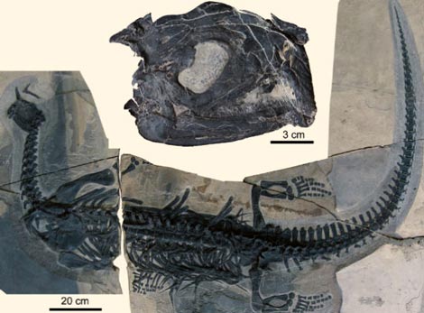 Atopodentatus fossils.