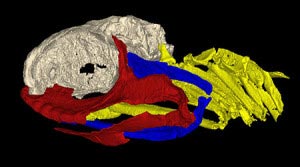 3-D image of fossil produced.