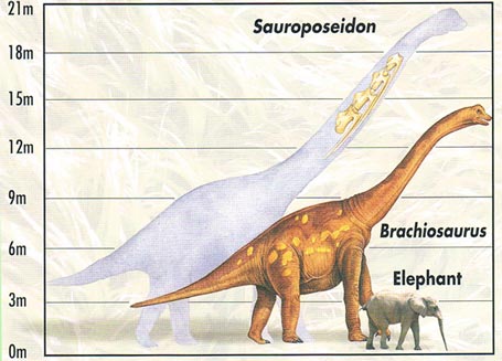Scaling up Sauroposeidon and comparing it to Brachiosaurus and an extant African elephant.