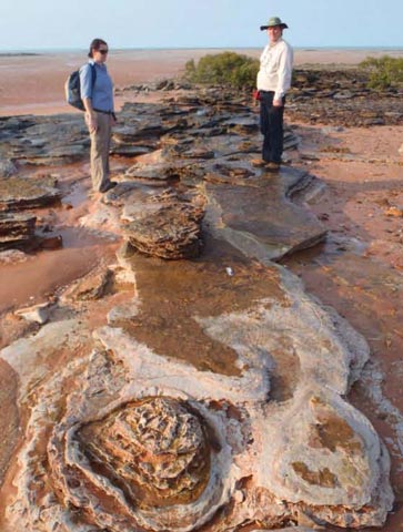 Dinosaur tracks from the Broome area of Western Australia.