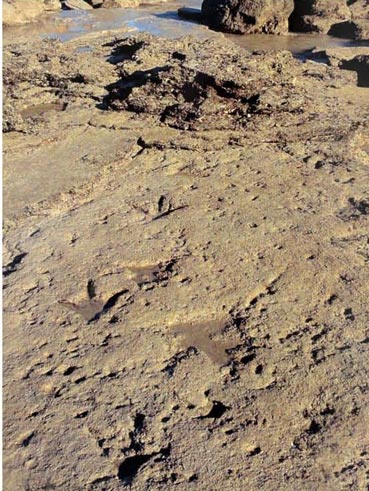 Three-toed dinosaur tracks.