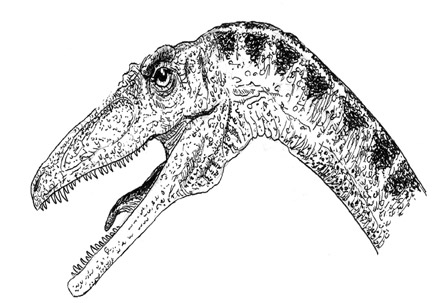 Coelophysis of the Late Triassic.