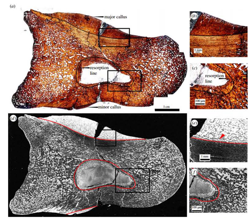 SRF-XRF helps to show how dinosaurs recovered from injury.