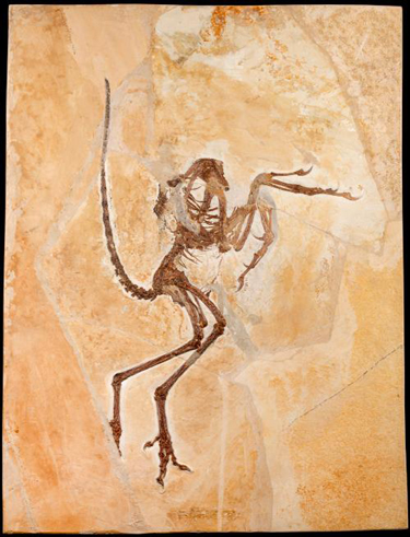 The Wellnhoferia Archaeopteryx.