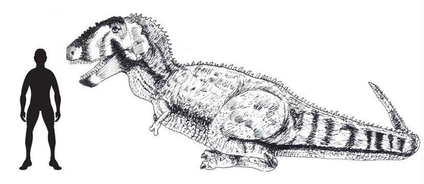 Drawing of Daspletosaurus.