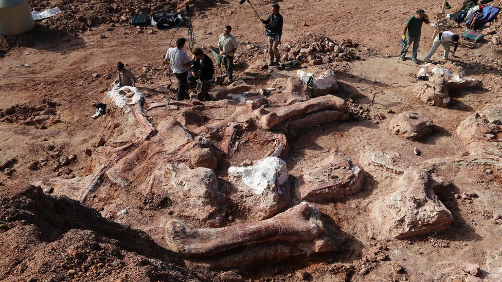 Up to seven individual Titanosaur remains found.