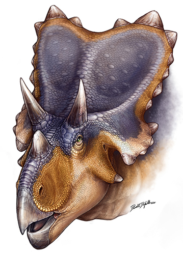 "winged" squamosal bones on Mercuriceratops.