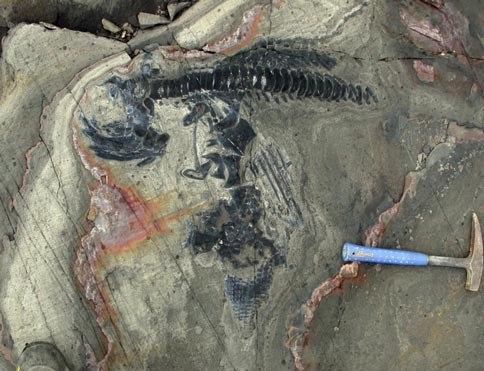 Fossilised remains of Early Cretaceous Ichthyosaur