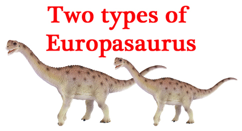 Two types of Europasaurus?