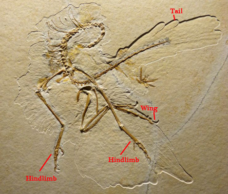 Feather preservation on Archaeopteryx.