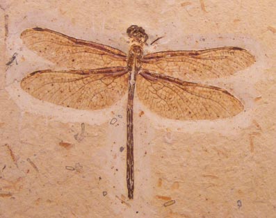 Dragonfly fossil (Cretaceous).