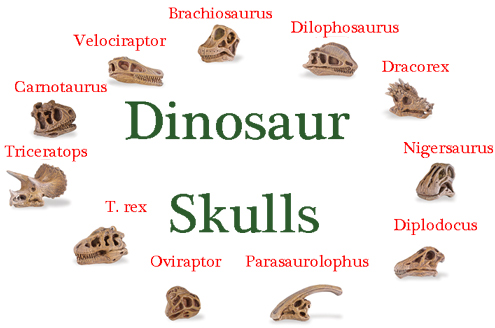 Finely crafted models of dinosaur skulls.