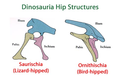 Classifying dinosaurs by the shape of their hip bones.