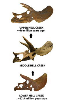 New study charts the evolution of Triceratops.