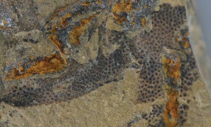 Fossilised bone (sandy colour) surrounded by evidence of small scales on the foot.