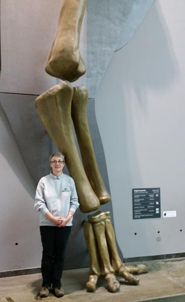 A cast of a sauropod dinosaur foot.