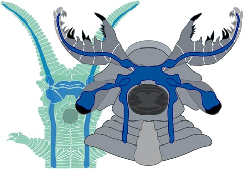 A side-by-side comparison reveals the similarity between the brain of a living Onychophoran (green) and that of the anomalocaridid fossil Lyrarapax unguispinus (grey)