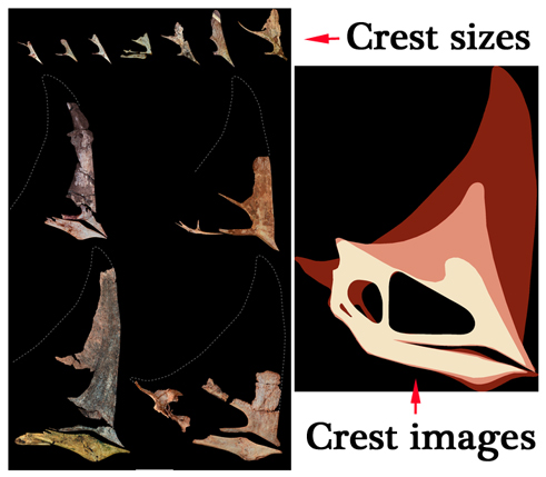 Reconstructing the shape of adult and juvenile Caiuajara skulls.