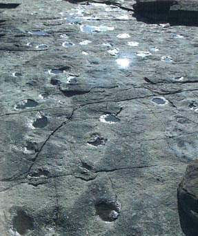 Dinosaur Tracks from the Late Triassic.