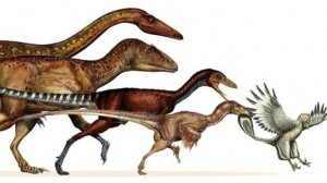 Evolution of dinosaurs to birds