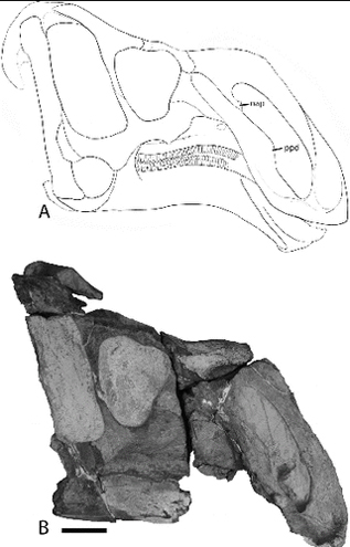 The line drawing shows the reconstructed skull from the fossil bones (scale bar 5cm).