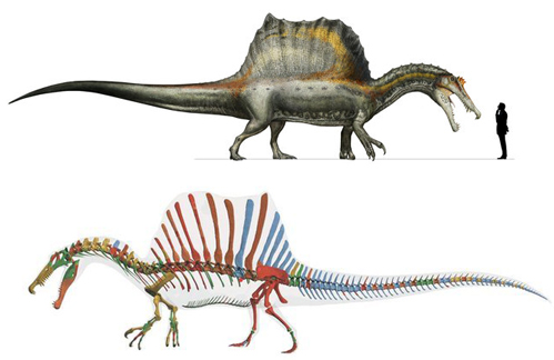 Life-size reconstruction and supplemental figure