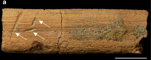 Rib showing sharp, narrow grooves (white arrows) probably left by the scavenging action of small fishes.