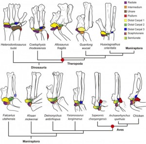 Evolution of the wrist bones in birds.