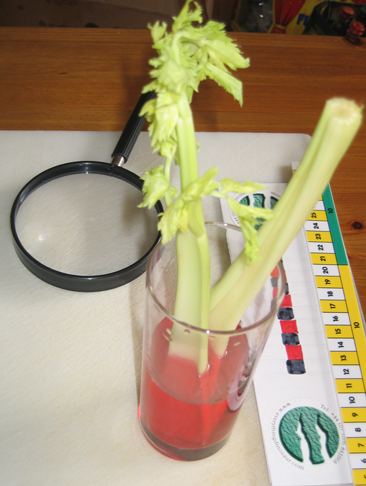 Record the time when the celery was placed in the solution.
