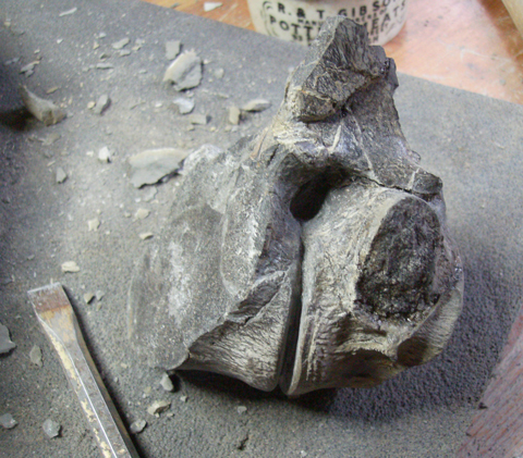 Fossil specimen found by Brandon Lennon.
