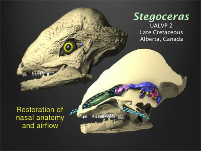 Airflow in the nasal passages in the Pachycephalosaur Stegosaurus validum is mapped.
