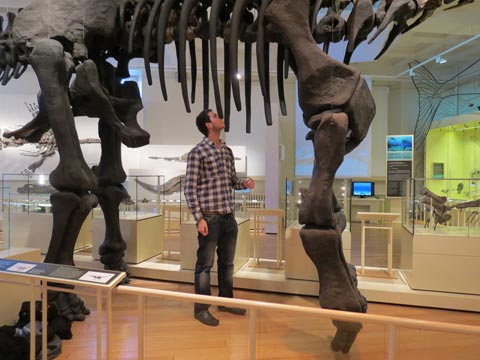 Paleaontologist Dean Lomax explores a Ceitiosaurus.