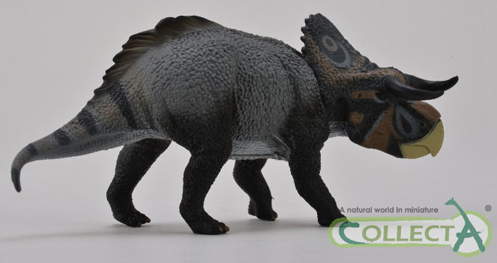 Basal Centrosaurine dinosaur.