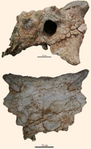 Zaraapelta nomadis A New Species of Ankylosaurid Named