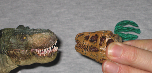 Adding a model skull to a dinosaur model collection.