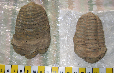 The definition of benthic.  A pair of trilobite fossils. Trilobites feature in the televison programme "First Life".
