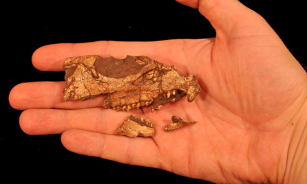Skull fossil that can sit in the palm of your hand.