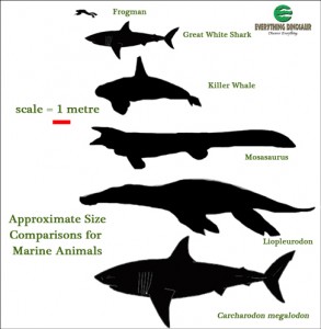 Estimating the size of marine predators.