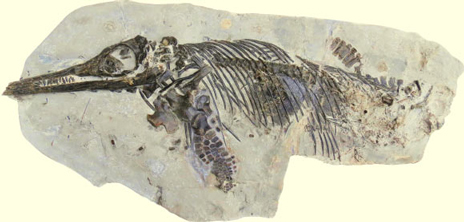 Ichthyosaurus anningae