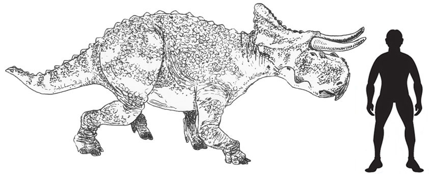 A scale drawing of the Late Campanian horned dinosaur called Nasutoceratops.
