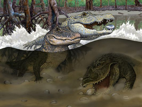 Hyperdiverse Crocodylian community of Mid Miocene Peru.