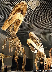Museum display of Mapusaurus.