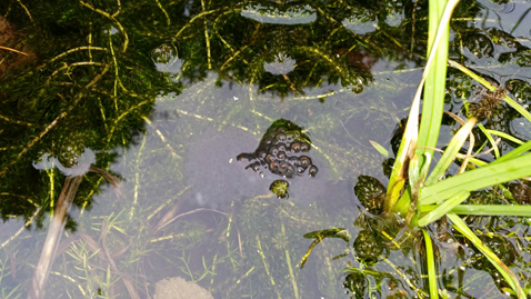 Frog spawn spotted in the office pond.