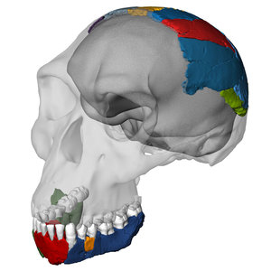 The digitally mapped and reconstructed skull of H. habilis.