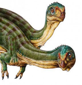 A curious little dinosaur from southern Chile.