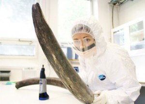 The genome of the Woolly Mammoth.