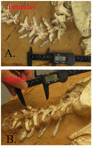 Differences in the shape, size and structure of the tail bones could provide a clue.
