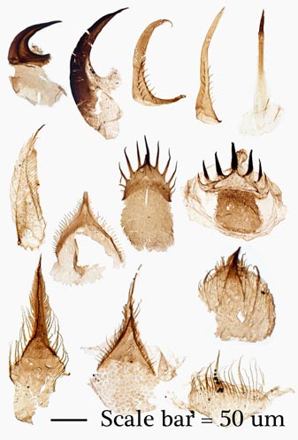 The variety of fossil teeth, spines and hooks associated with Ottoia spp.