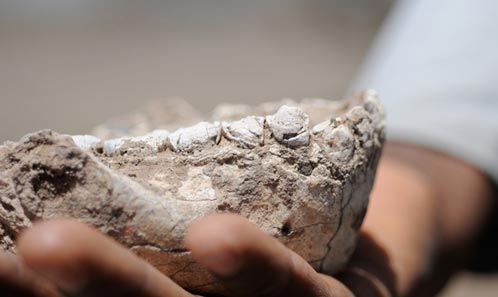 A field photograph of a nearly complete lower jaw fossil with teeth.